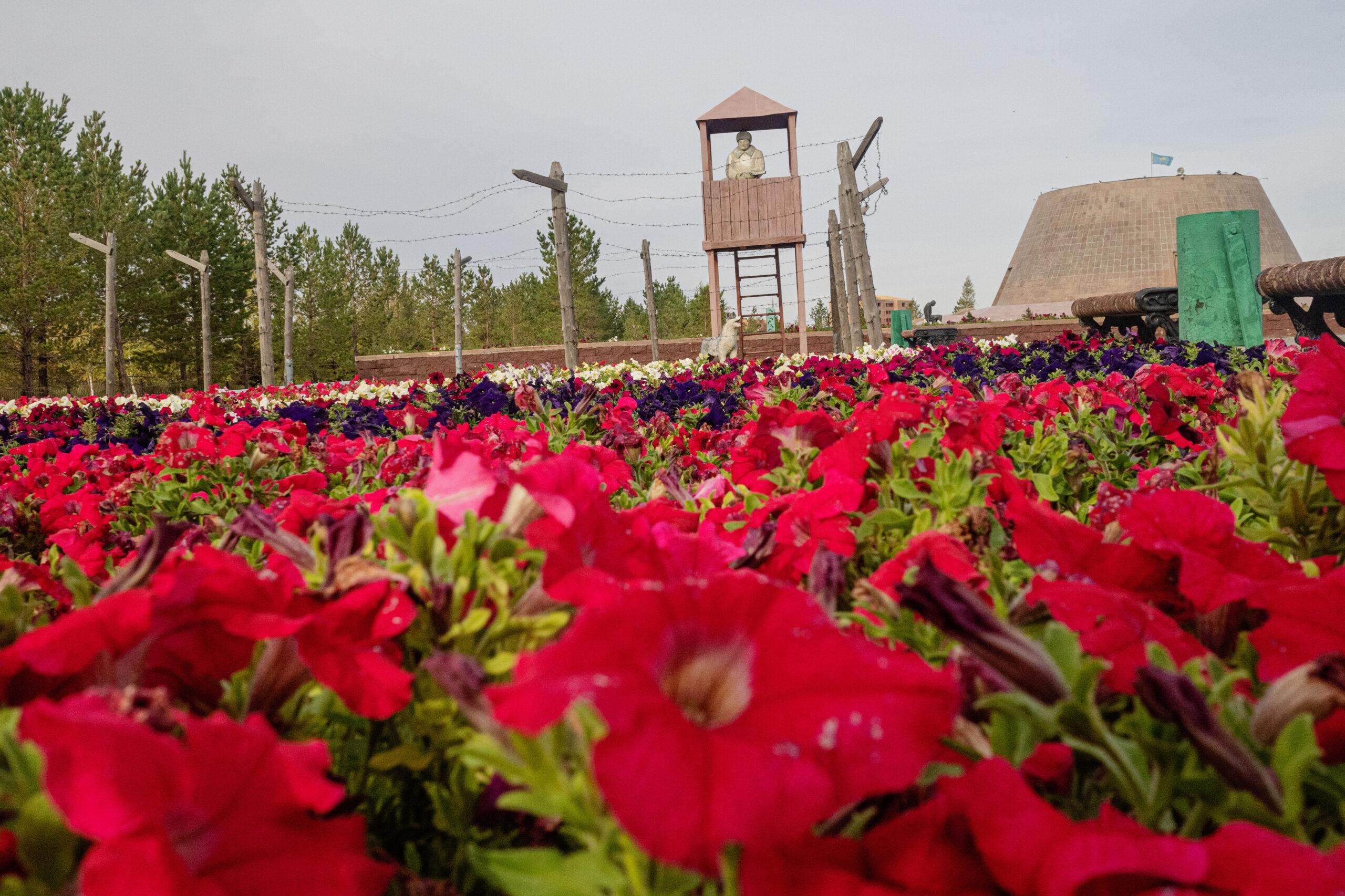 Bright magenta flowers are seen outside the ALZHIR Museum and Memorial Complex in Kazakhstan.